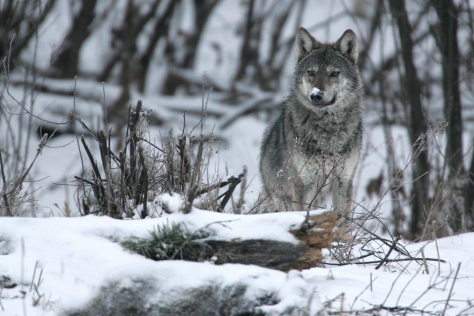 Wolf (Canis lupus)