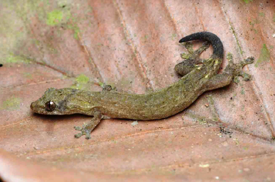 The Cat Tien slender gecko sitting on a leaf.