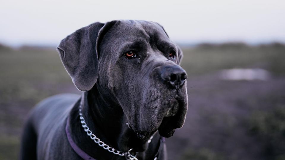 closeup of a grey cane corso