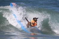 <p>A dog wipes out during the Surf City Surf Dog competition in Huntington Beach, California, U.S., September 25, 2016. REUTERS/Lucy Nicholson</p>