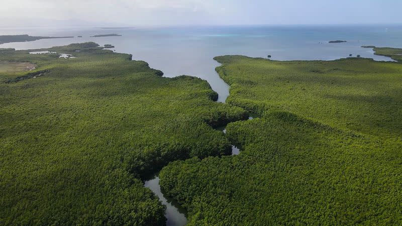 Vista aérea de los manglares de Guadalupe, un archipiélago francés en el Caribe, donde se encontró la bacteria Thiomargarita magnifica, en esta imagen sin fecha