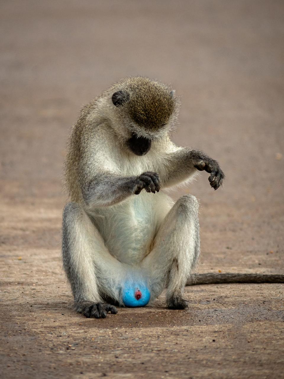 A monkey looks at its groin.