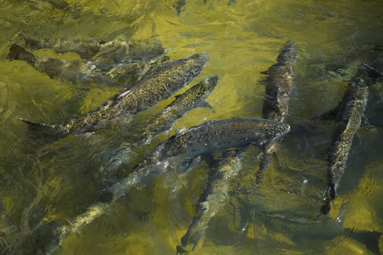 Des saumons chinook nagent au sein d'une écloserie près du Lac Oroville, en Californie, le 27 mai 2021 (Patrick T. FALLON)