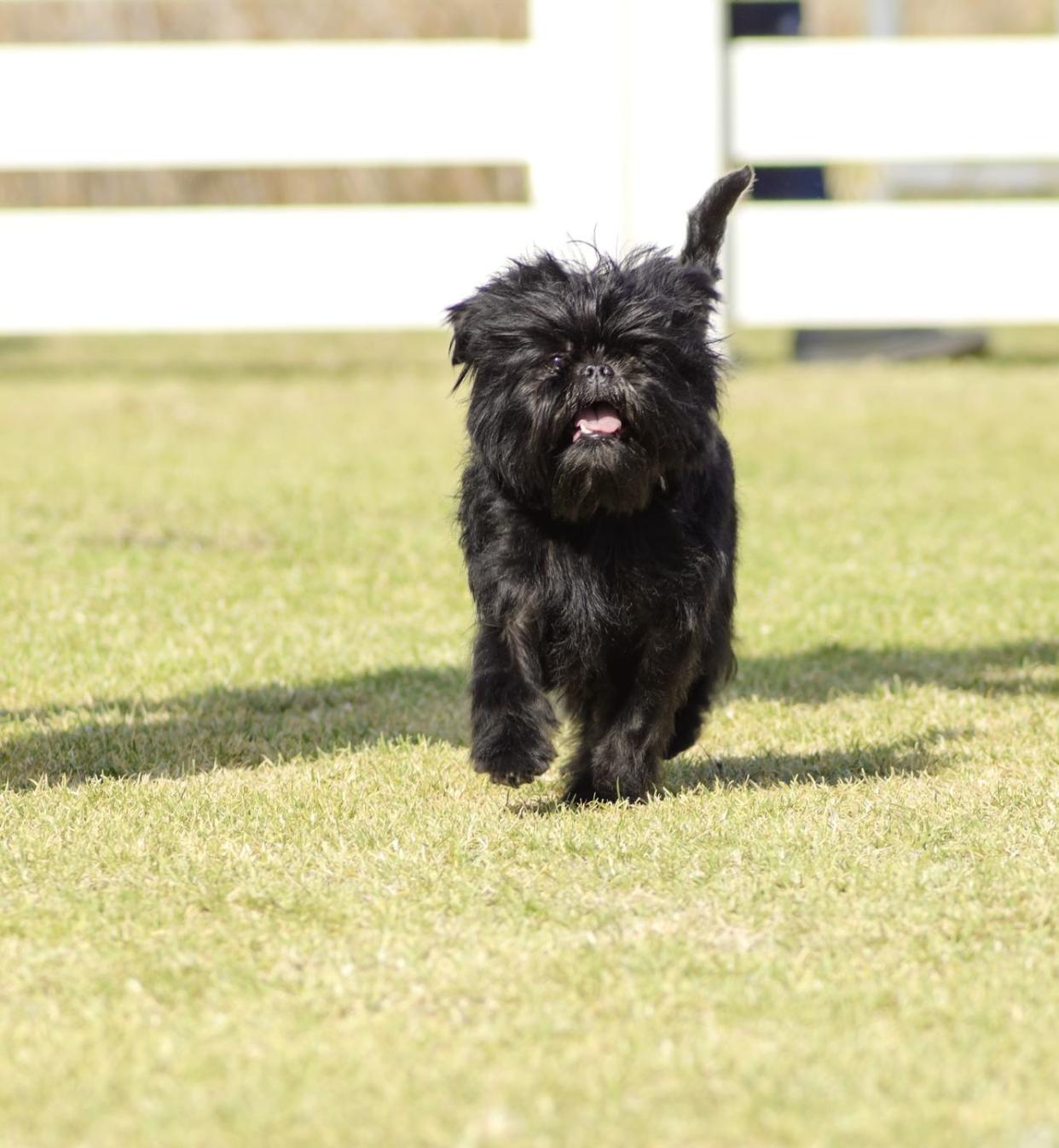 dogs that dont shed affenpinscher