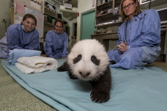 Panda Cub Steps into 'Awkward Toddler Stage'