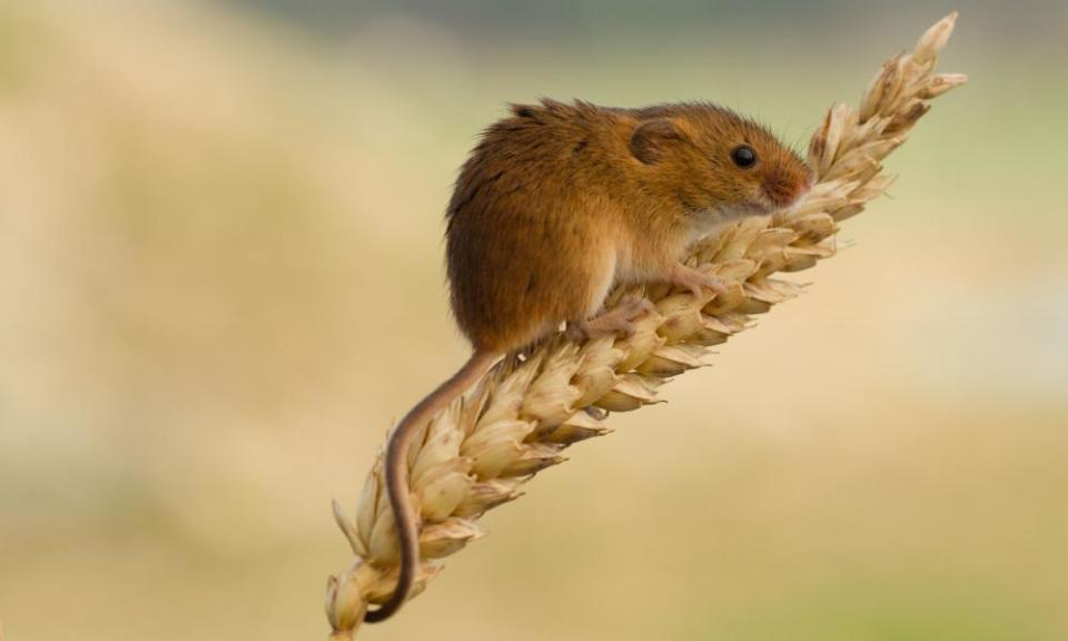 Harvest mouse