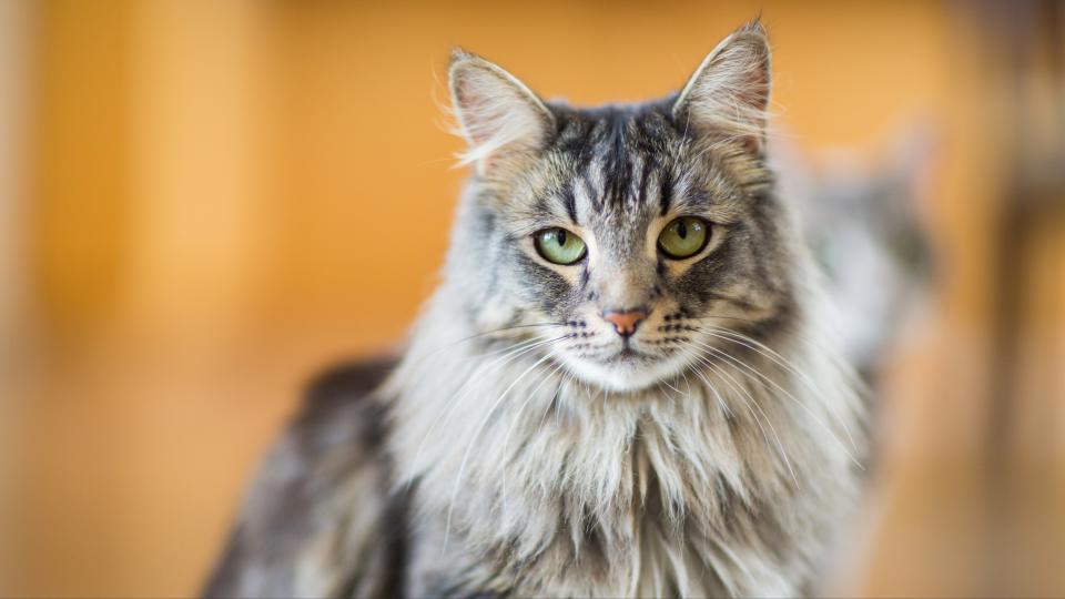 Maine Coon