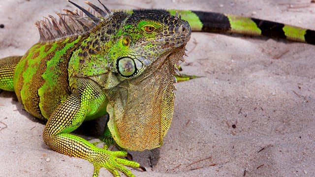 Iguana en Miami