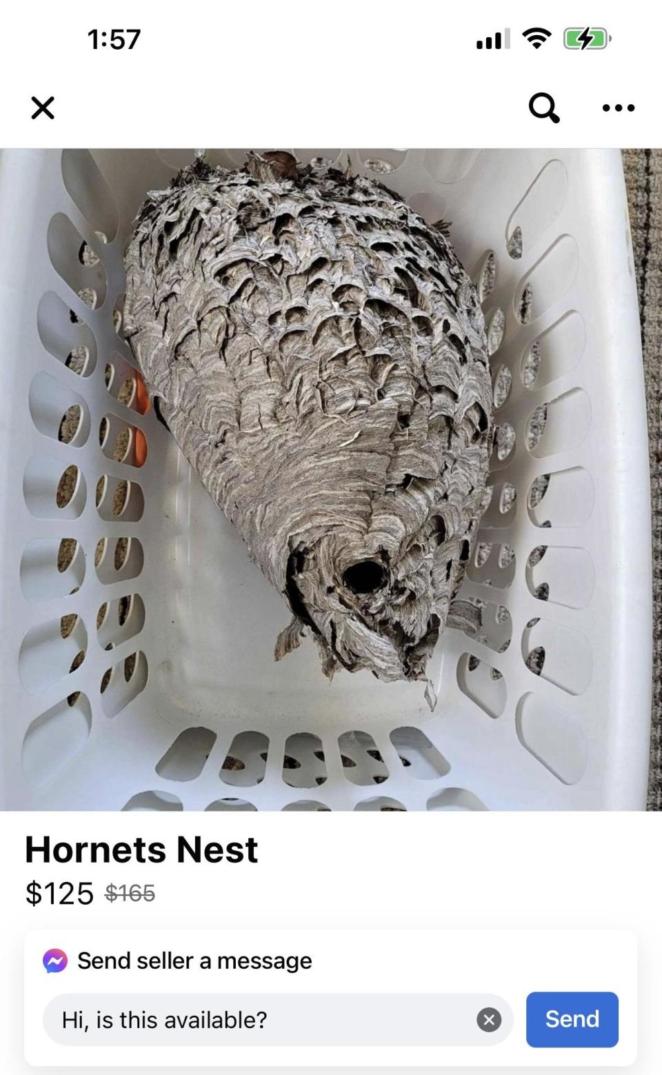 Large hornets' nest inside a white plastic basket for sale, displayed on an online marketplace