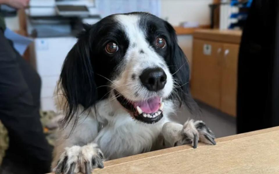 Eastern Daily Press: Clancey is a 12-year-old Collie and Springer Spaniel