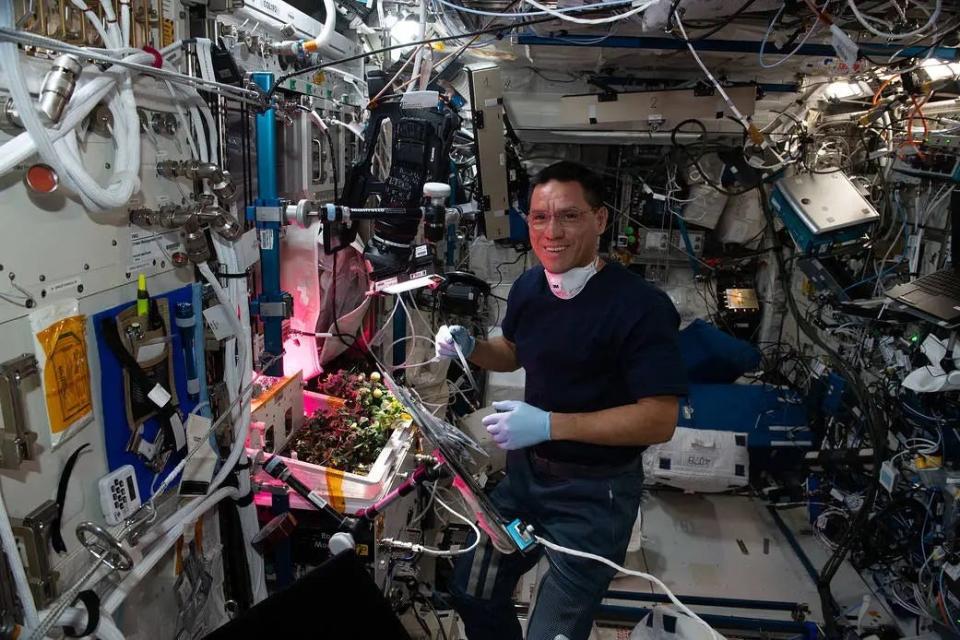 Nasa-Astronaut Frank Rubio mit Tomaten, die auf der Internationalen Raumstation wachsen. - Copyright: Koichi Wakata/Japan Aerospace Exploration Agency