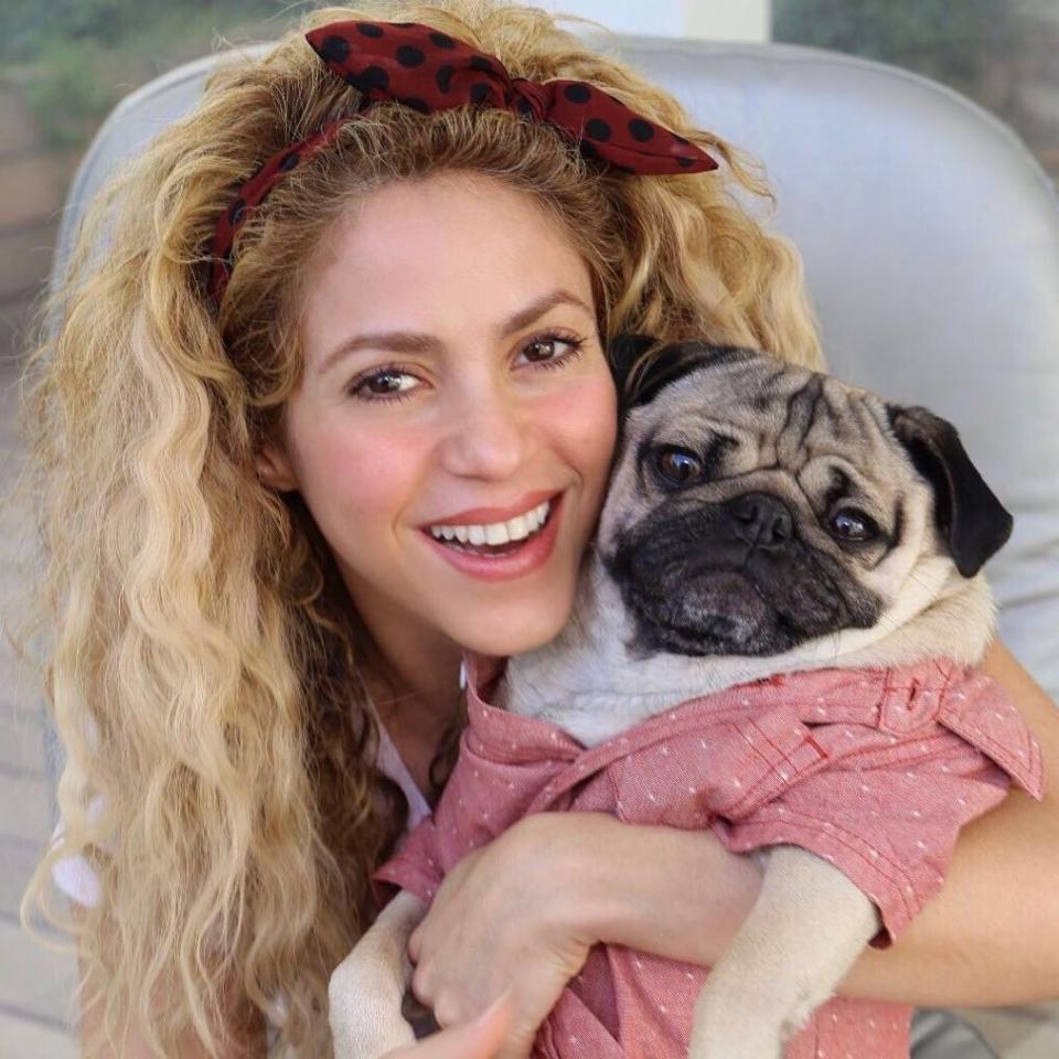 <p>Entre muchas razones, seguramente la cantante colombiana se adueñó del corazón del futbolista Piqué gracias a su linda y expresiva sonrisa./ Foto: Instagram <a rel="nofollow noopener" href="https://www.instagram.com/shakira/" target="_blank" data-ylk="slk:shakira;elm:context_link;itc:0;sec:content-canvas" class="link ">shakira</a> </p>