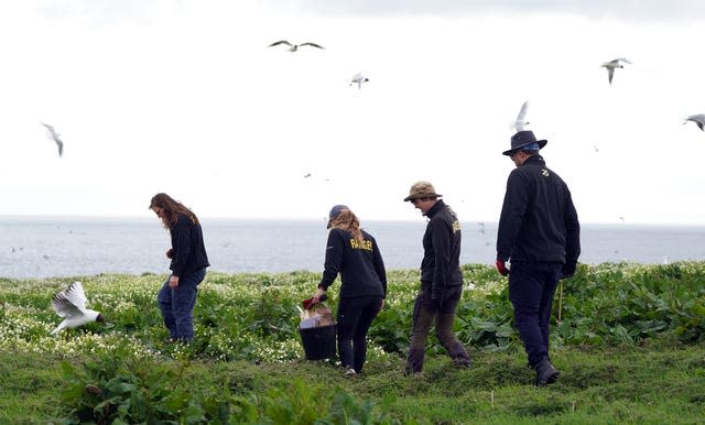 Researchers join the puffin census