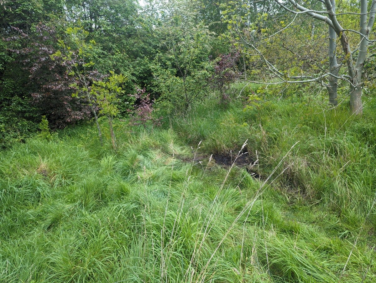 Burnt grass where the mutilated bully dog was discovered in north London (RSPCA )