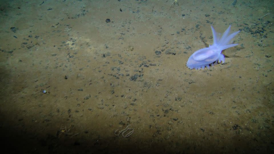 The sea cucumber Amperima sp. is seen on the seabed in the eastern Clarion-Clipperton Zone. - Courtesy Craig Smith and Diva Amon, ABYSSLINE Project