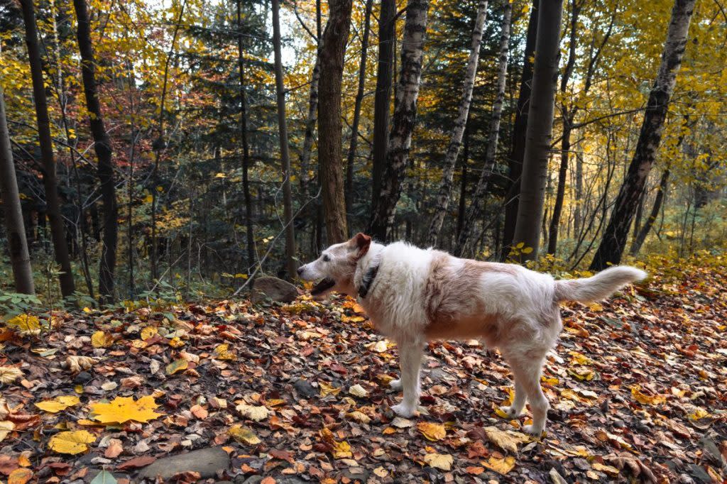 A dog, like the one who disappeared in the woods in Minnesota along with their owner.