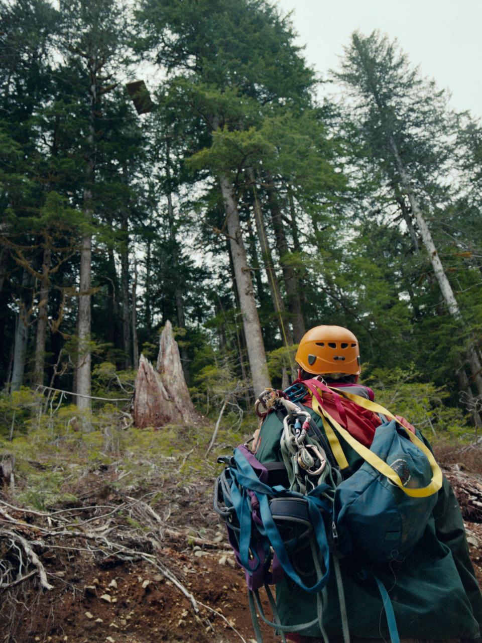 A “tree sitter” heads up to prepare a platform, also known as a tree-sit. A tree-sit is a forest defender tactic in which protestors will sit in a tree to protect it from being cut.