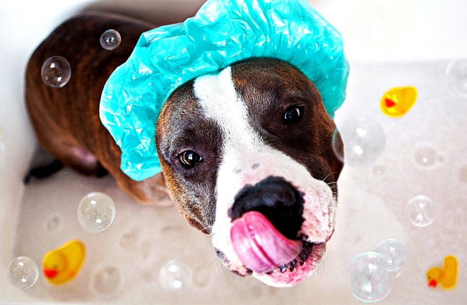 So your pup may not exactly ENJOY the bathing part of Spa Day. But, he's going to love the attention he gets for being such a fragrant-smelling good boy!<p>Photo on GoodFon/Photoscape</p>