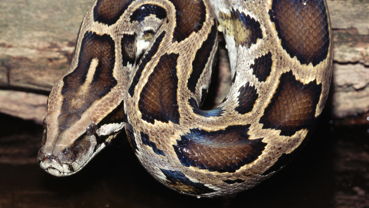 Burmese python coiled on a branch or log