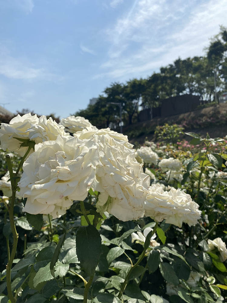 中浪玫瑰花園（Image Source : Getty Creative）