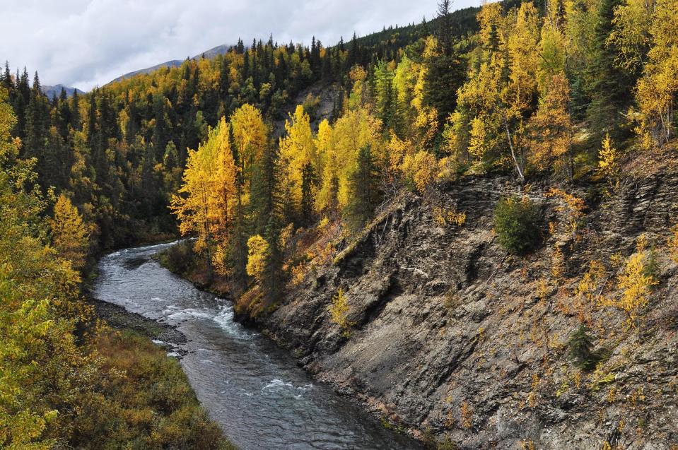 A river runs through a forest of yellow broadleaf trees with spruce mixed in.