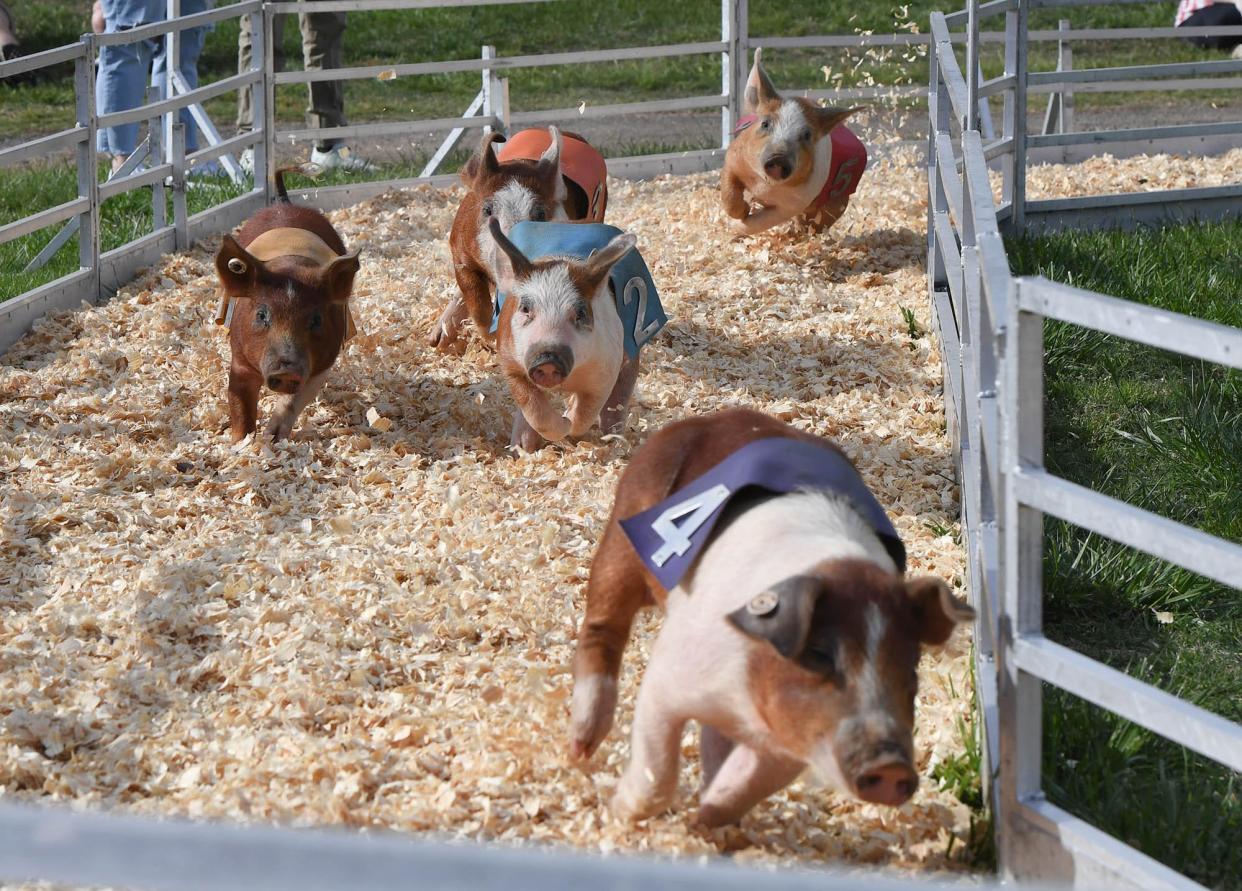 An audience watches small pigs run at Rosaire's Royal Racers during opening day of The Great Anderson County Fair at the Anderson Sports and Entertainment Center in Anderson Thursday, May 4, 2023. 