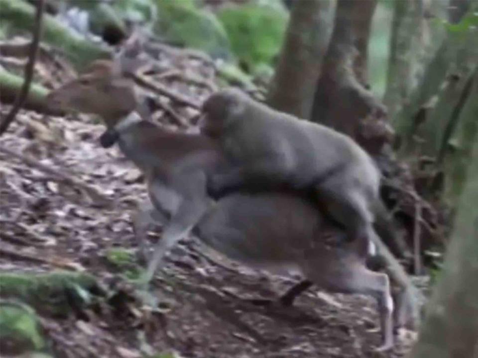 Sex between monkey and deer may be a new 'behavioural tradition', scientists say