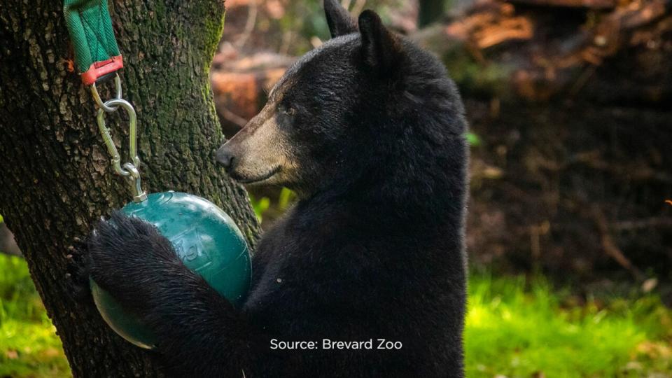 The zoo is hoping to raise $25,000 to cover the cost of diets, enrichment, toys and more for the three bears, Cheyenne, Brody and Betty.