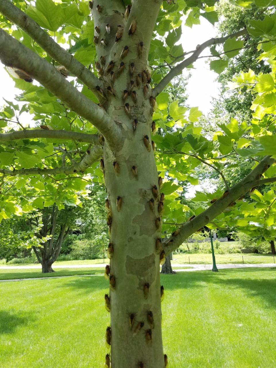 Cicadas on a tree trunk in Bloomington, Indiana in 2021. Trees play a vital role in the cicada lifecycle, meaning deforestation threatens to their existence in the US (Courtesy of Katie Dana)