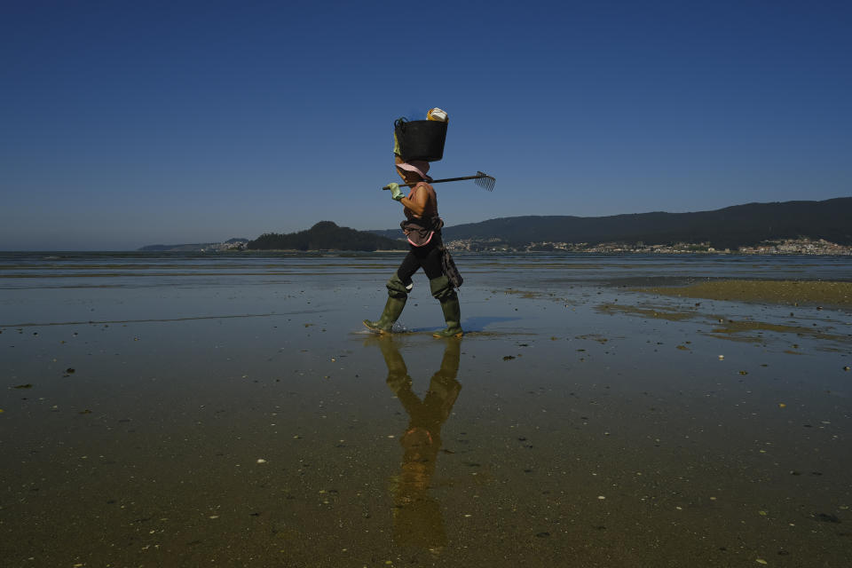 A clam digger walks in the lower estuary of Lourizan, Galicia, northern Spain, Wednesday, April 19, 2023. They fan out in groups, mostly women, plodding in rain boots across the soggy wet sands of the inlet, making the most of the low tide. These are the clam diggers, or as they call themselves, "the peasant farmers of the sea." (AP Photo/Alvaro Barrientos)