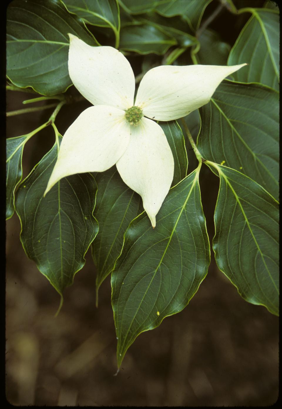 Cornus Kousa Greensleeves, known as the Chinese Dogwood.