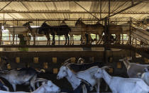 Las cabras hacen fila para ser ordeñadas en la granja Vista Hermosa en Bacuranao, justo al este de La Habana, Cuba, el jueves 4 de agosto de 2022. (AP Foto/Ramón Espinosa)