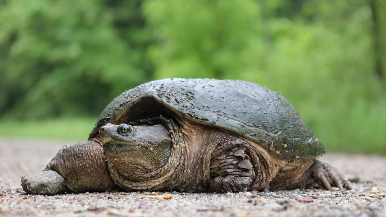 Tortuga mordedora (_Chelydra serpentina_). <a href="https://upload.wikimedia.org/wikipedia/commons/4/4c/Chelydra_serpentina_PP_03.jpg" rel="nofollow noopener" target="_blank" data-ylk="slk:Cephas/Wikimedia Commons;elm:context_link;itc:0;sec:content-canvas" class="link ">Cephas/Wikimedia Commons</a>, <a href="http://creativecommons.org/licenses/by-sa/4.0/" rel="nofollow noopener" target="_blank" data-ylk="slk:CC BY-SA;elm:context_link;itc:0;sec:content-canvas" class="link ">CC BY-SA</a>