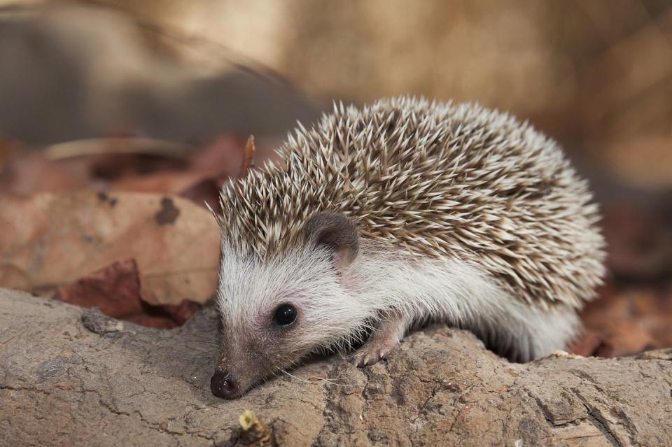 5) The lonesome hedgehog