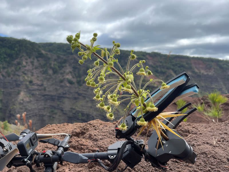 Scientists work to restore rare plants to the wild in Hawaii