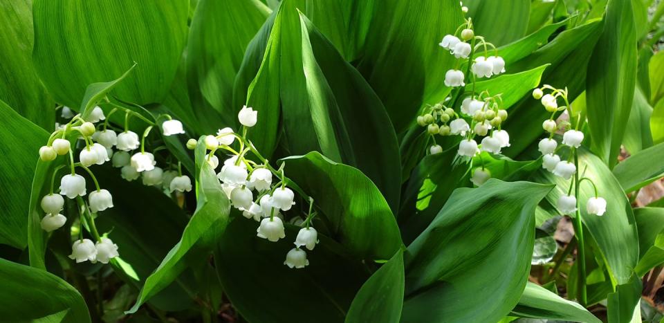 1) Queen Elizabeth: Lily-of-the-valley