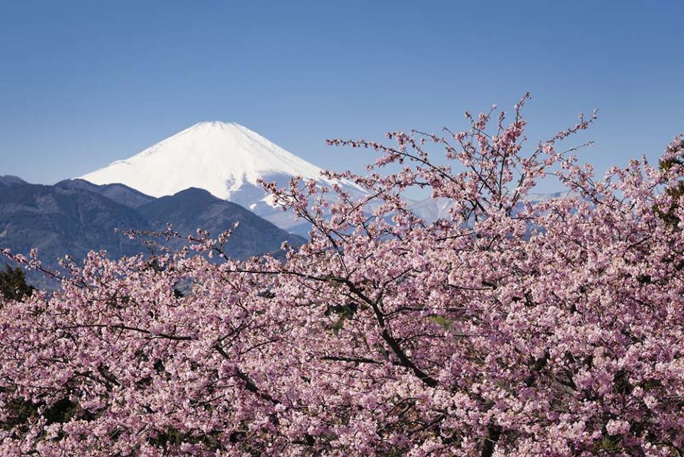 松田山看到的河津櫻和富士山美景（Image Source : Getty Creative）