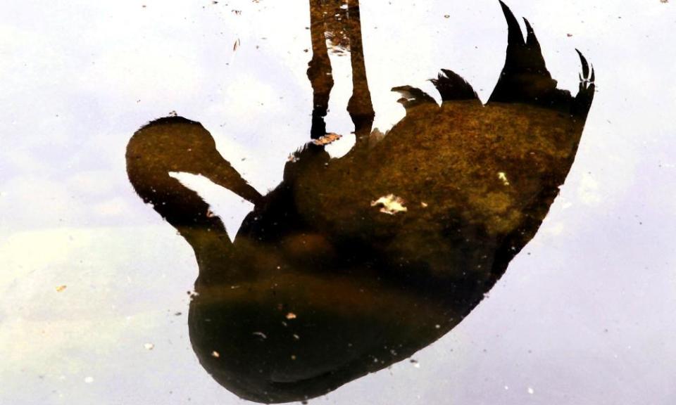 A crane is reflected in water at a zoo in Shanghai