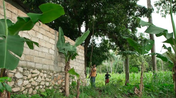 PHOTO: A man harvests mango in northern Haiti. (Bernabe Leobardo Salinas Jasso/ABC News)