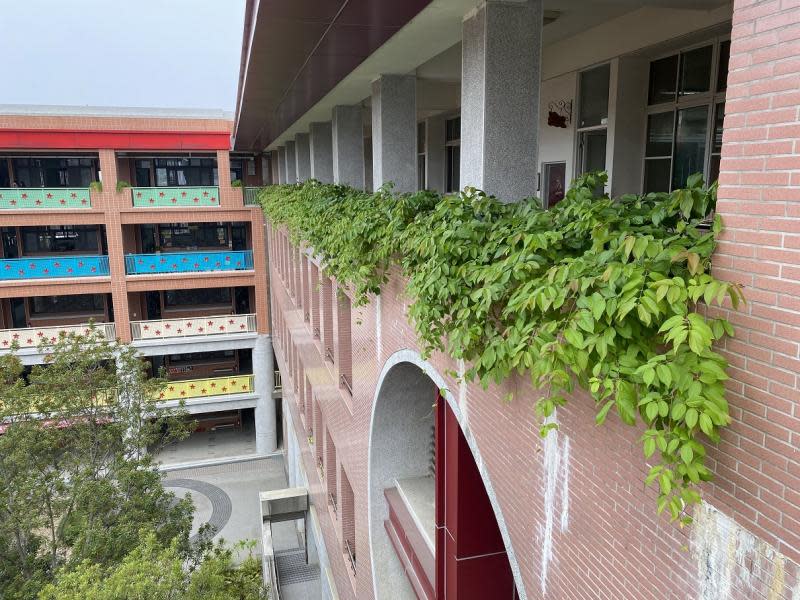 不插電天然空氣清淨機！中市補助25所學校設綠牆