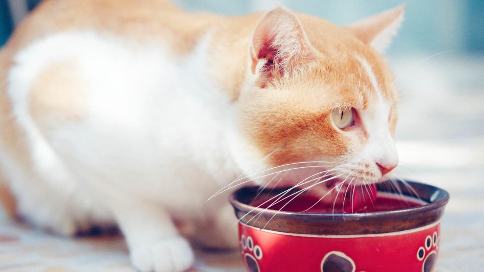 Ginger and white cat drinking from red cat bowl