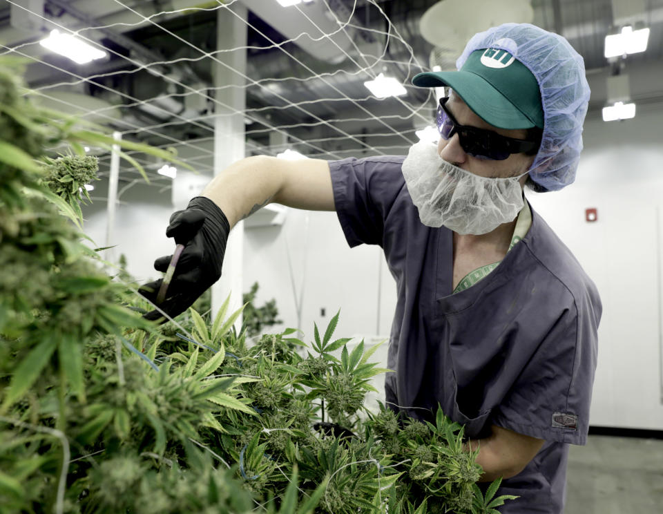 HOLYOKE, MA - JANUARY 31: Jonathan Whitley-Lederman works at the Green Thumb Industries cultivation center in Holyoke, MA on Jan. 31, 2019. Green Thumb Industries, a Chicago-based cannabis company, invested $10 million to create a cultivation center in a former Holyoke mill building. Massachusetts is home to dozens of old textile and paper mills that once thrived, making the state a manufacturing powerhouse. By the 1950s, those industry jobs moved south and the mill buildings deteriorated from decades of neglect. Many have been repurposed as apartments or smaller businesses. Some have been torn down. But one unlikely industry is bringing them back: cannabis. Since the legalization of medical and recreational cannabis in 2012 and 2016, cannabis companies have been buying and leasing these relics of industrialization. There are a few reasons why: quicker profits, availability, and the negative stigma that surrounds weed. (Photo by Jonathan Wiggs/The Boston Globe via Getty Images)