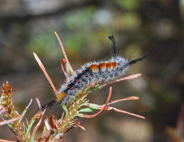 Douglas-fir tussock moth larvae consume the needles of fir and spruce trees.