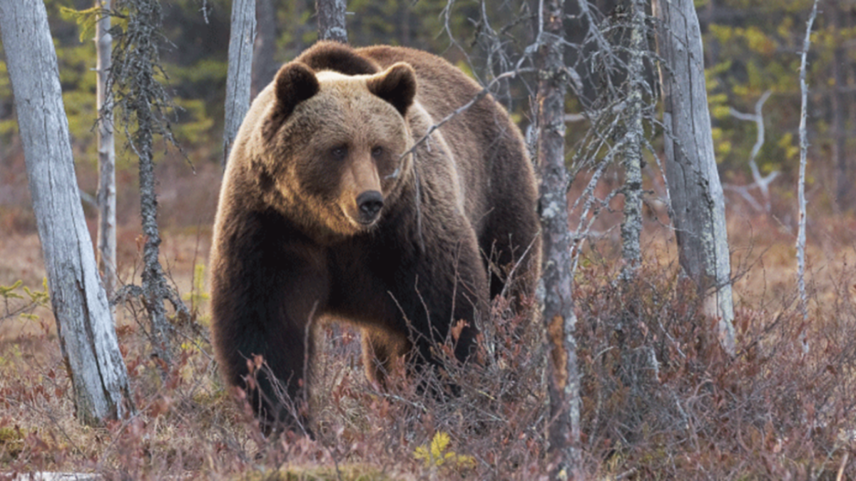 TikTok trending question about 'being stuck in a forest' with 'a man or a bear' yields strategic tips