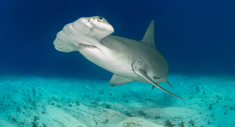 Endangered hammerhead sharks were among the species being sold as flake. Source: Getty (File)
