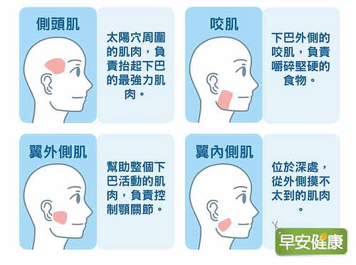 咀嚼肌位置