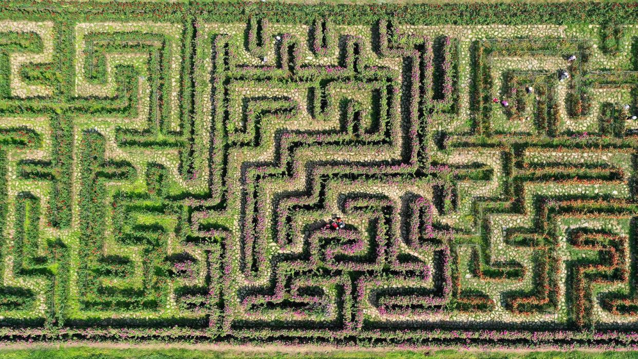 An aerial view of a flower maze in Anlong County, Guizhou province, China, on April 11, 2023