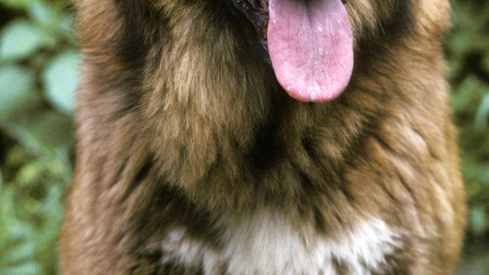 cao da serra da estrela, portugese mountain dog, portrait of adult with tongue out