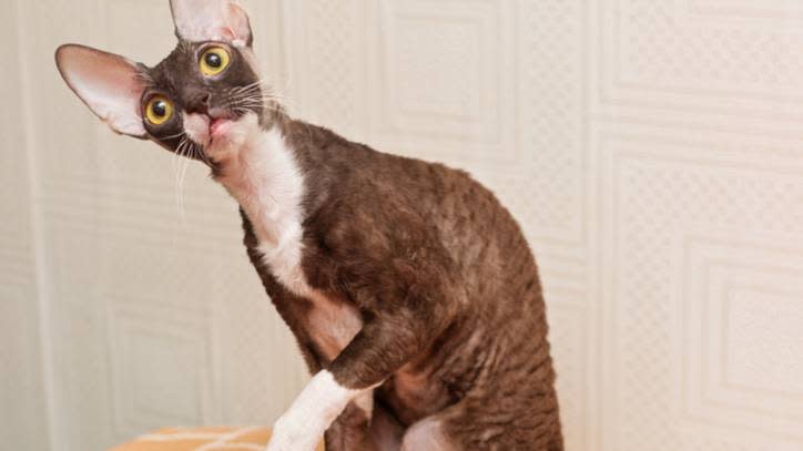 11. Cornish Rex