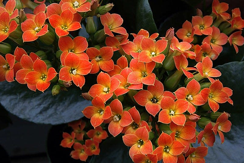 Christmas kalanchoe (K. blossfeldiana) is a 12-inch  perennial that flowers throughout the cool season.